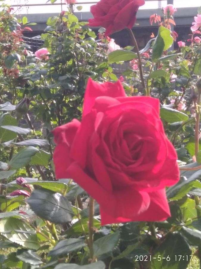 Alle Rose Barcolane Trieste Eksteriør billede